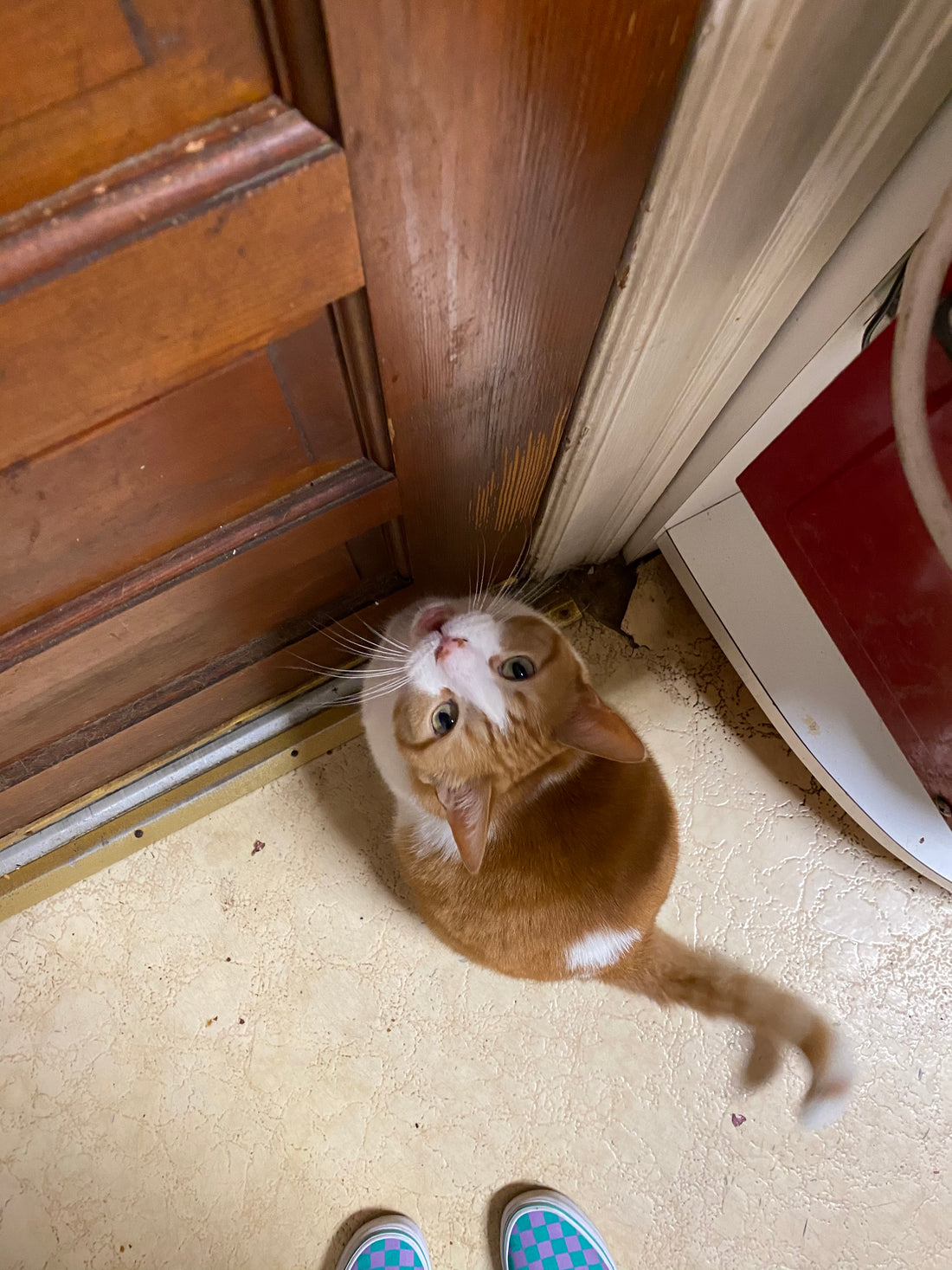 "Let me out," says Quasar the orange cat