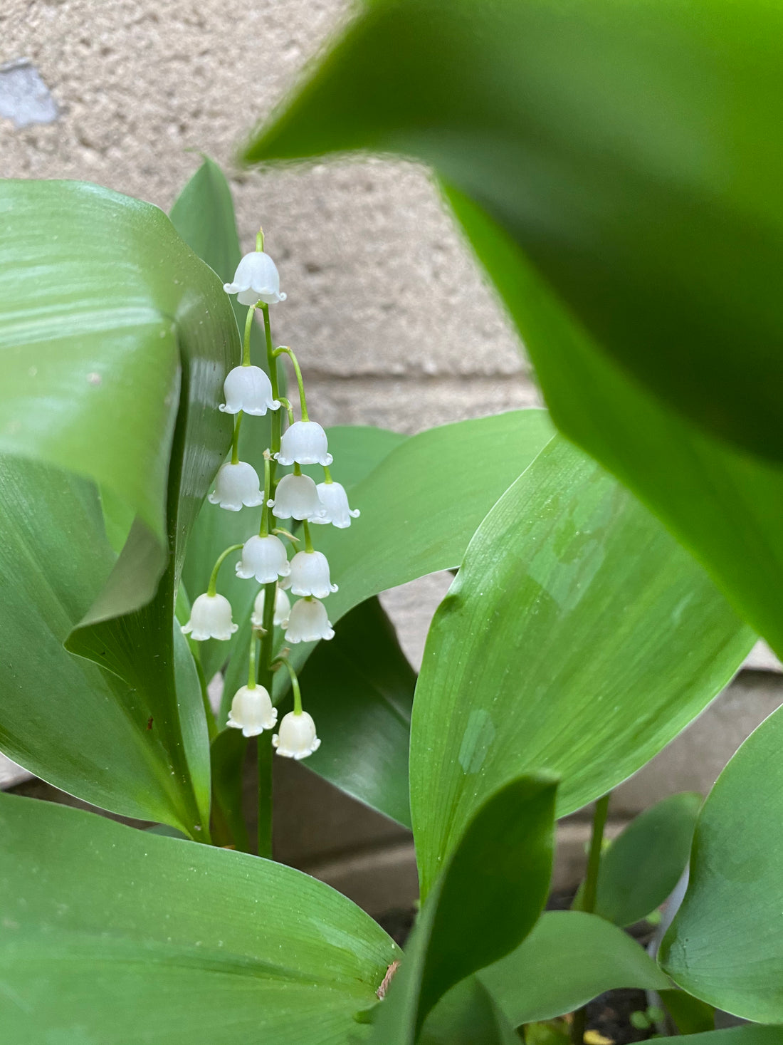 Lily of the Valley plant in bloom