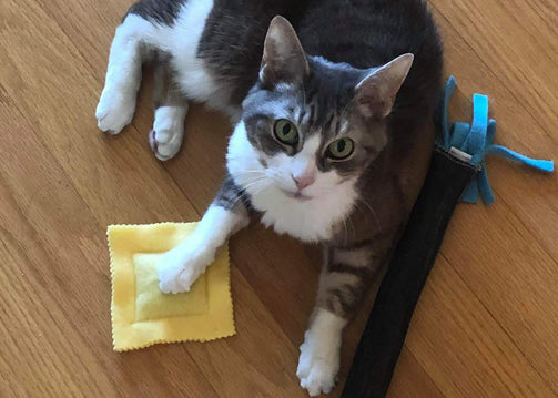 Maisy and her catnip ravioli